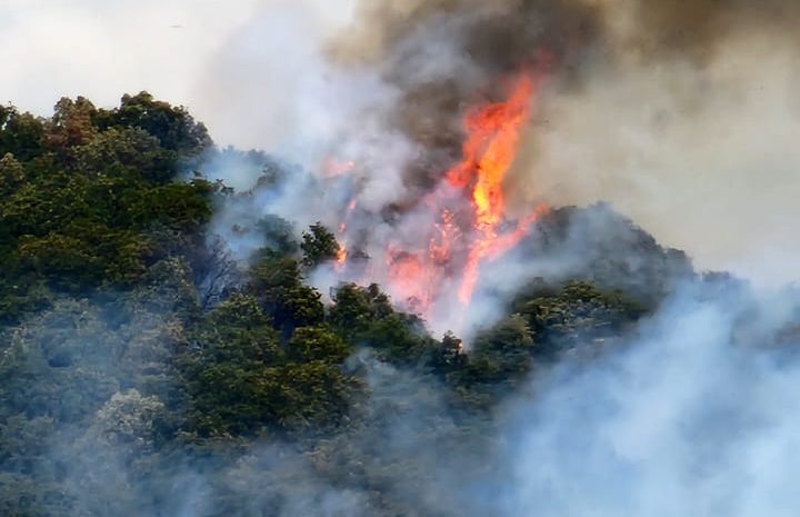 ¿Cómo prevenir incendios forestales?