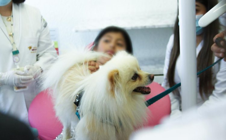  Salud infantil con apoyo canino