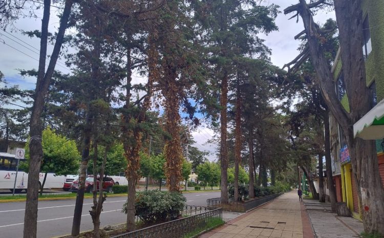  Sembrarán más de 30 mil árboles en calles de Toluca 