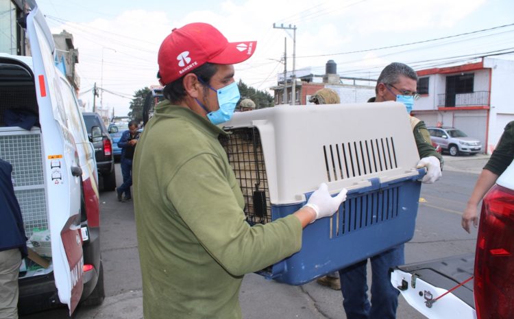  Prohibida la experimentación con animales