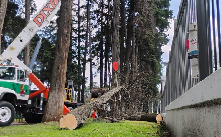  Retirarán 24 árboles de Paseo Colón