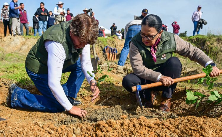  Plantan 4 mil árboles en Temoaya