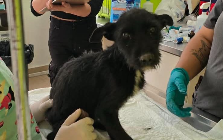  Rescatan 18 perros y gatos en San Buenaventura